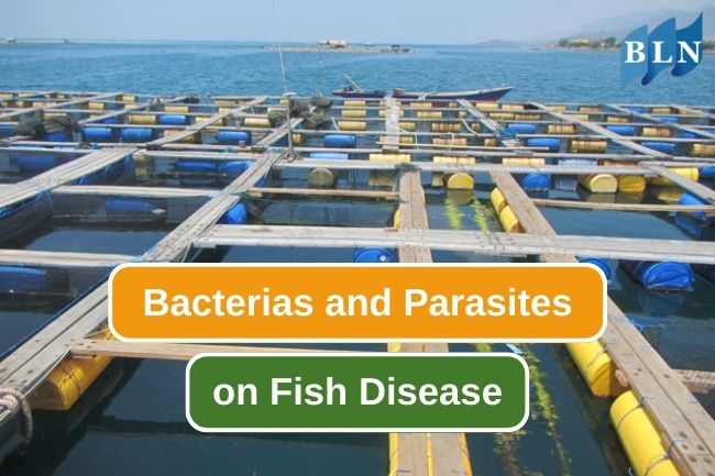 Here Are 6 Bacteria And Parasites That Cause Disease In Farmed Fish